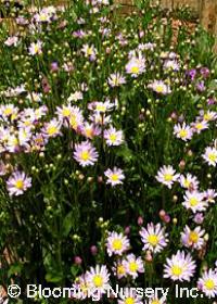 Aster 'Blue Lake'                    